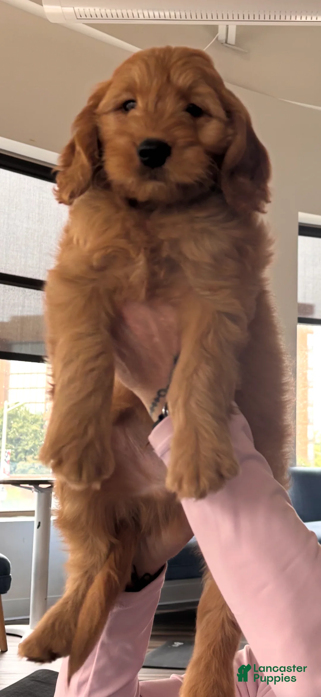 Mini Goldendoodle dogs for sale: Bear - Ad 2