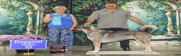 Anatolian Shepherd dogs for sale: Anatolian Shepherd 7 - Ad 4