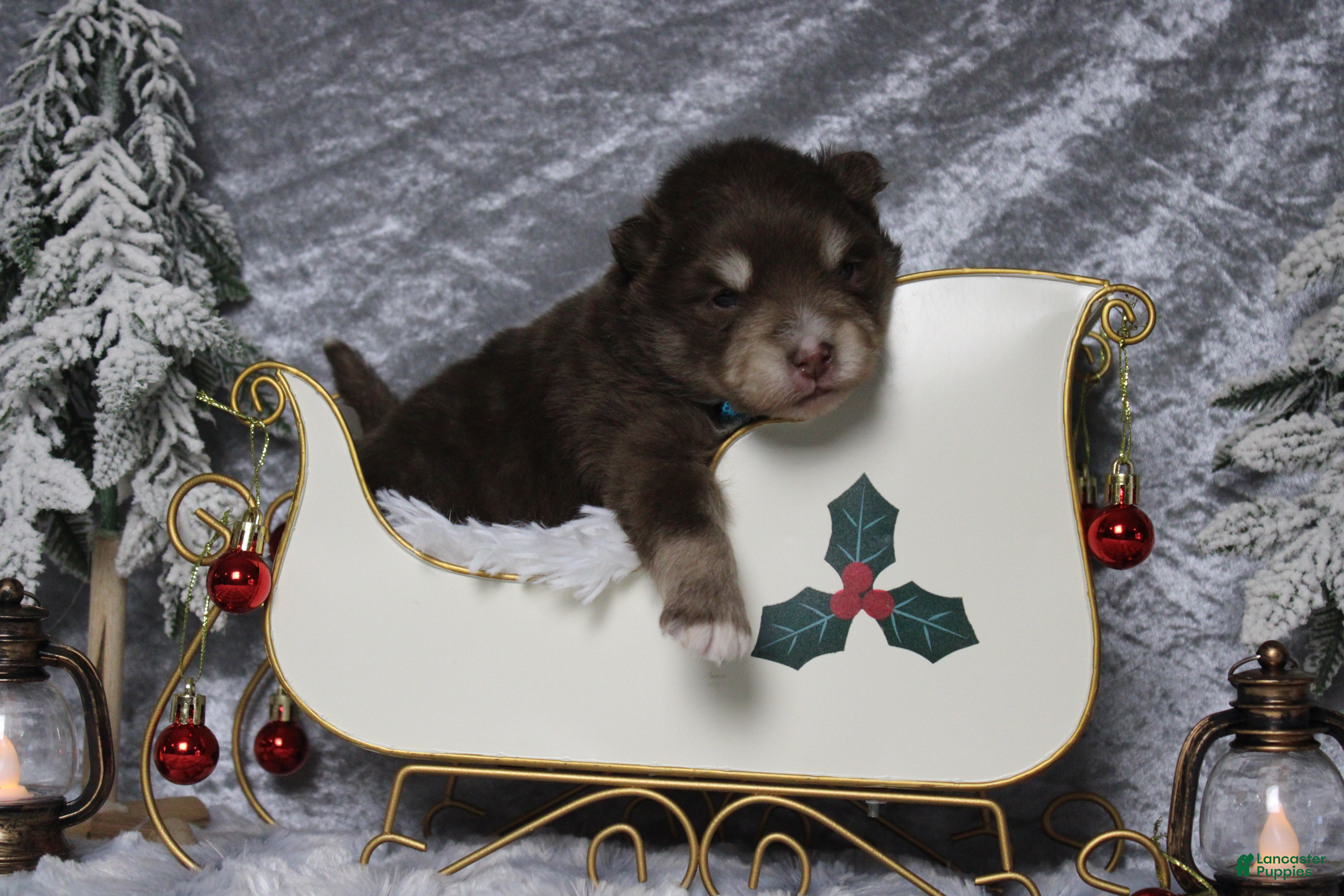 Pomsky dogs Huey  - Ad 5