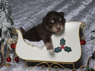 Pomsky dogs Huey - Ad 24