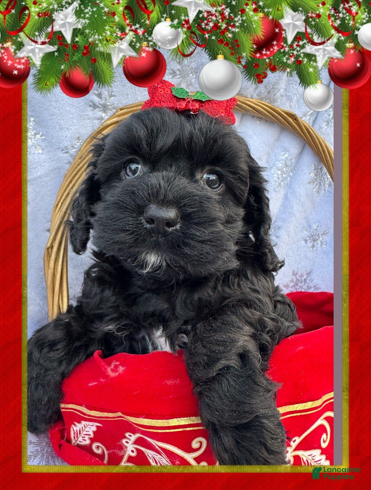 Cockapoo dogs Cockapoo Puppy 1 - Ad 16