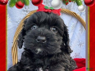 Cockapoo dogs Cockapoo Puppy 1 - Ad 2