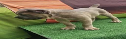Cane Corso dogs for sale: ZEUS - Ad 10
