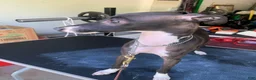 Italian Greyhound dogs for sale: Nero - Ad 3
