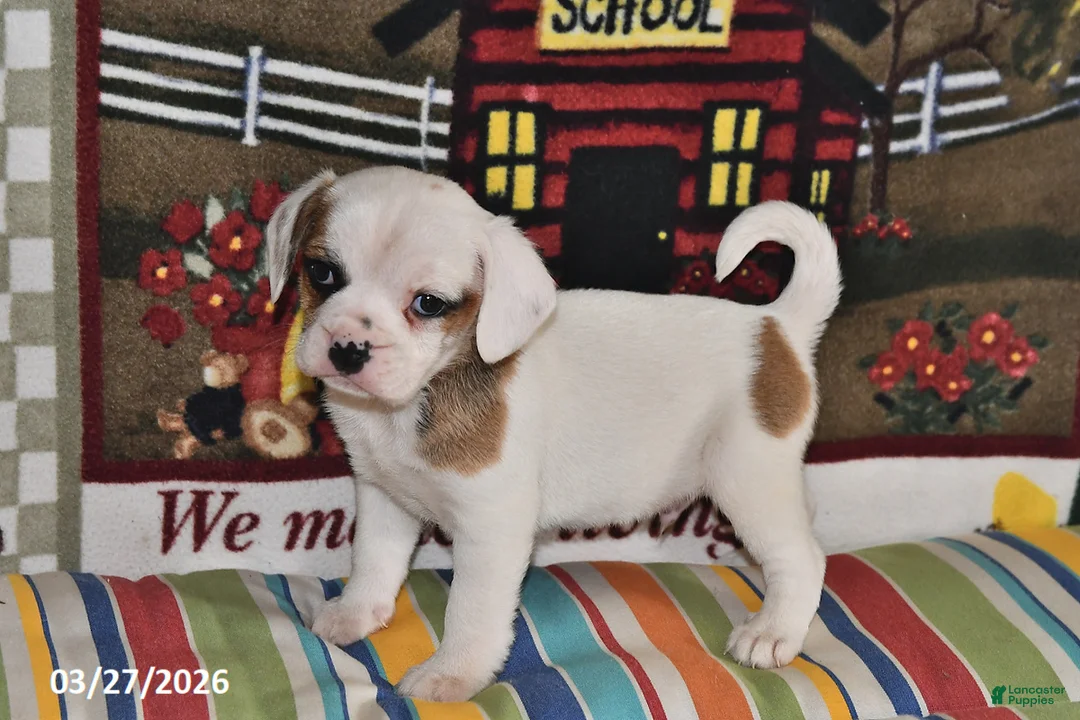 Puggle dogs for sale: Cash - Ad 1