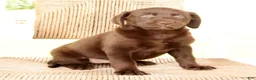 Labrador Retriever dogs for sale: Mindy - Ad 6