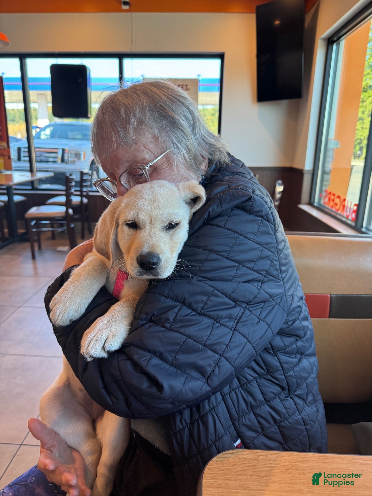 Labrador Retriever dogs for sale: Labrador Retriever 5 - Ad 6