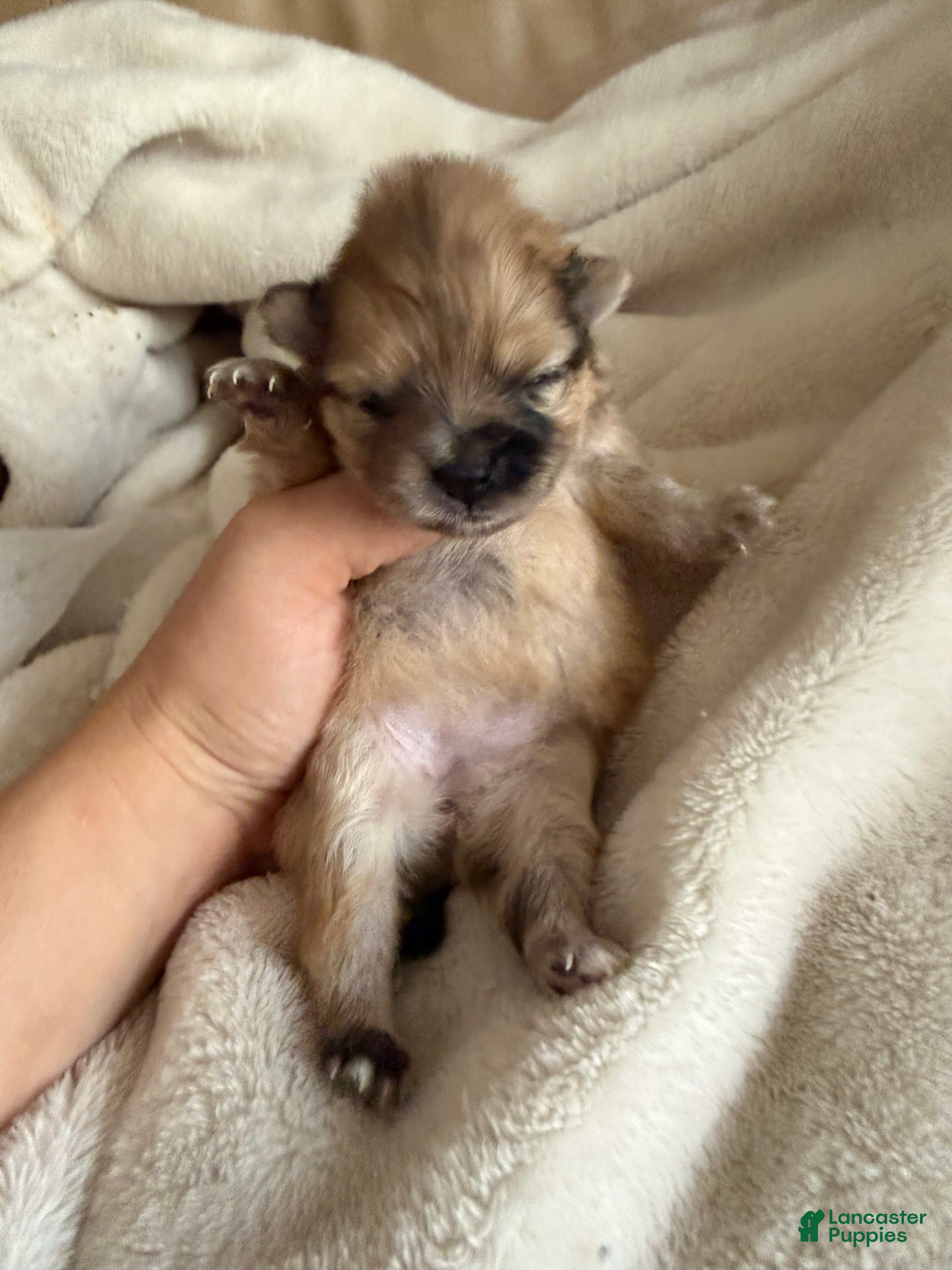 Pomeranian dogs Duchess - Ad 2