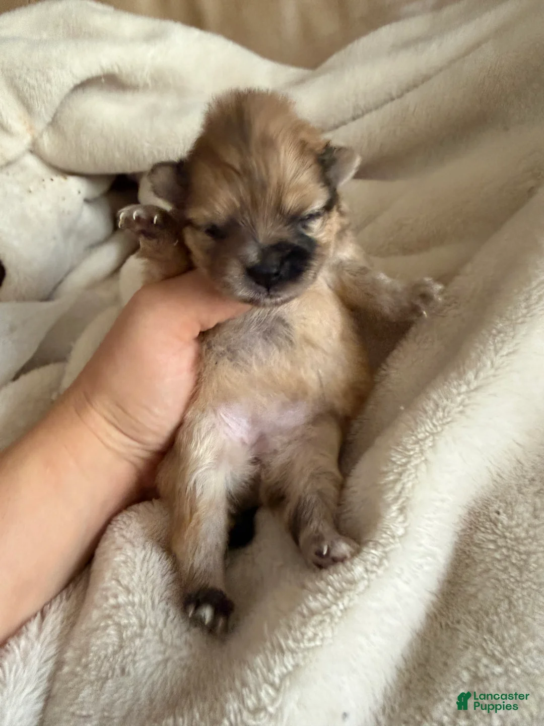 Pomeranian dogs for sale: Duchess - Ad 2