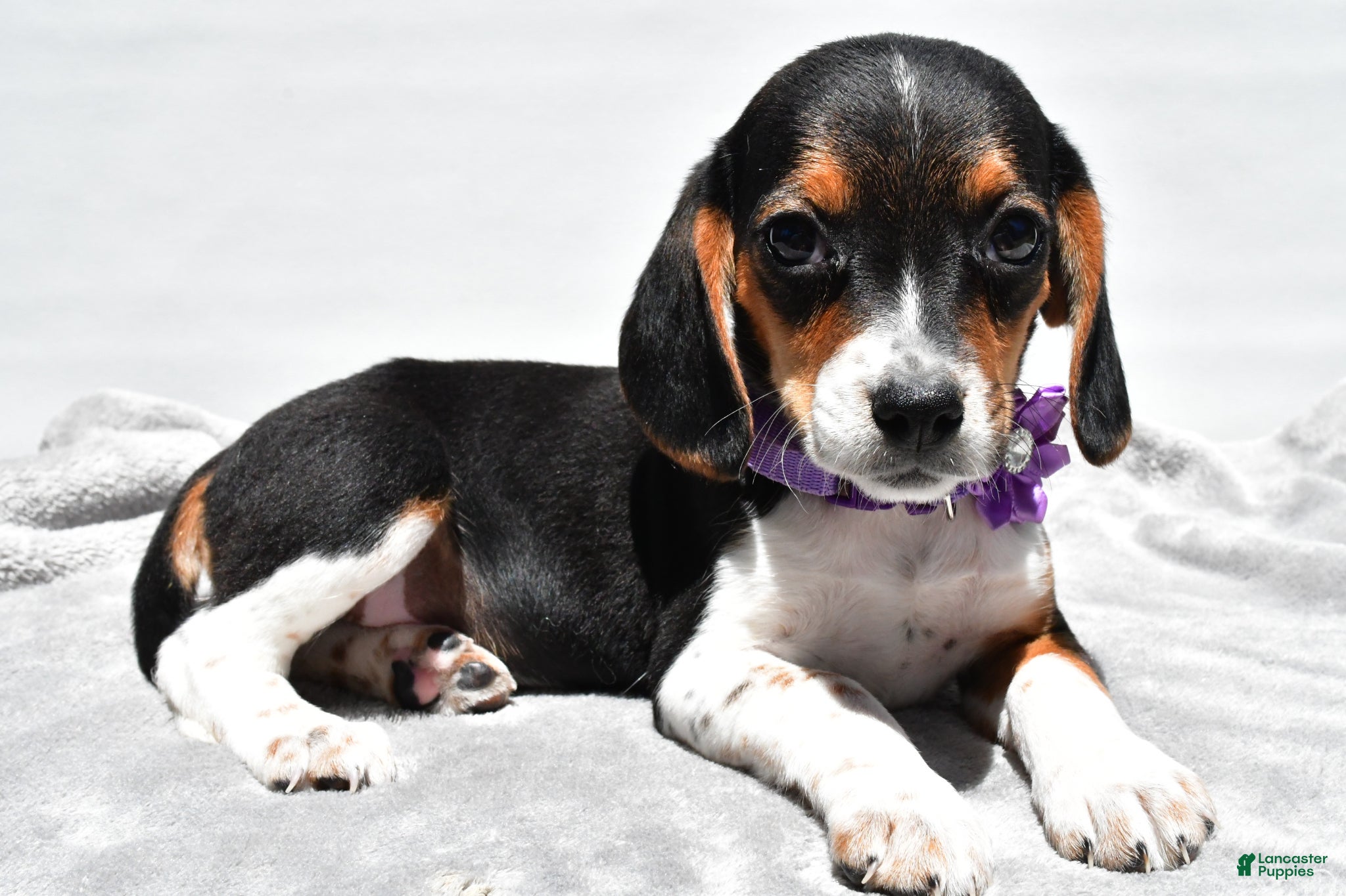 Beagle dogs Macey - Ad 2