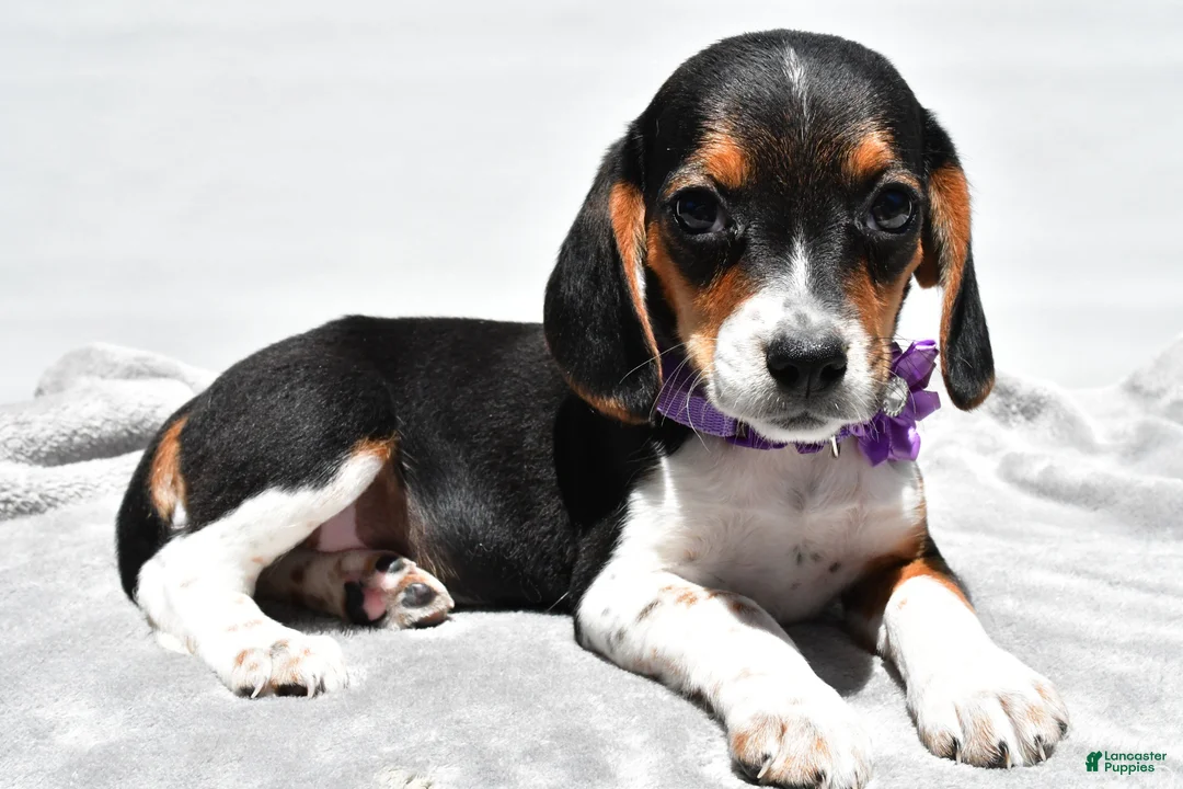 Beagle dogs for sale: Macey - Ad 2