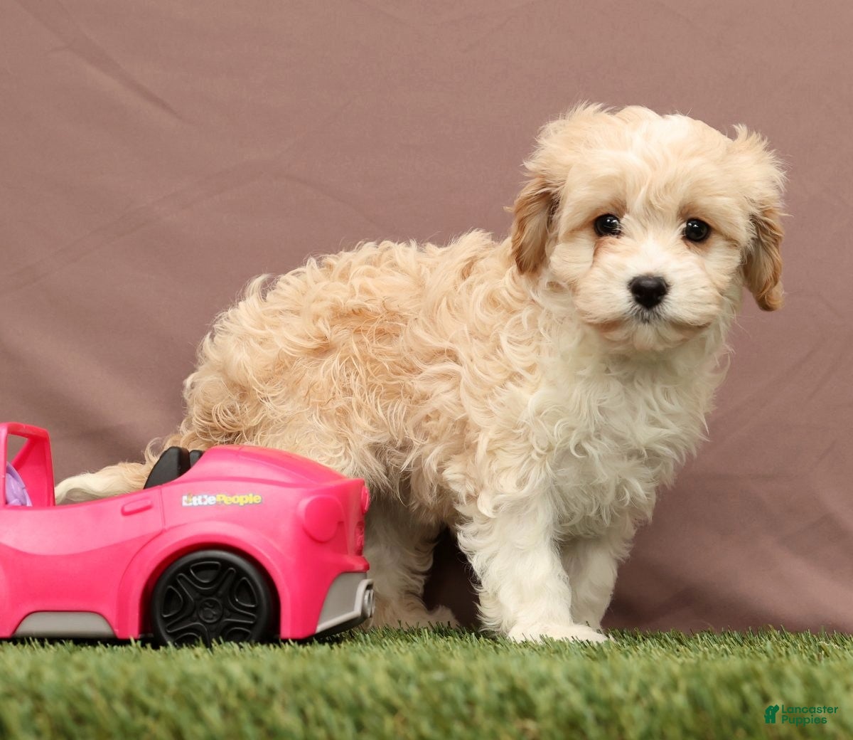 Cavapoo dogs Lori - Ad 5