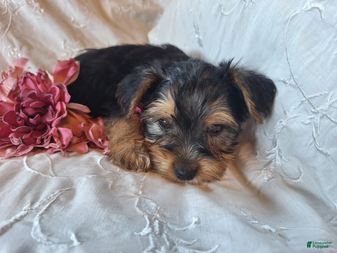 Yorkshire Terrier dogs for sale: Tootsie - Ad 3