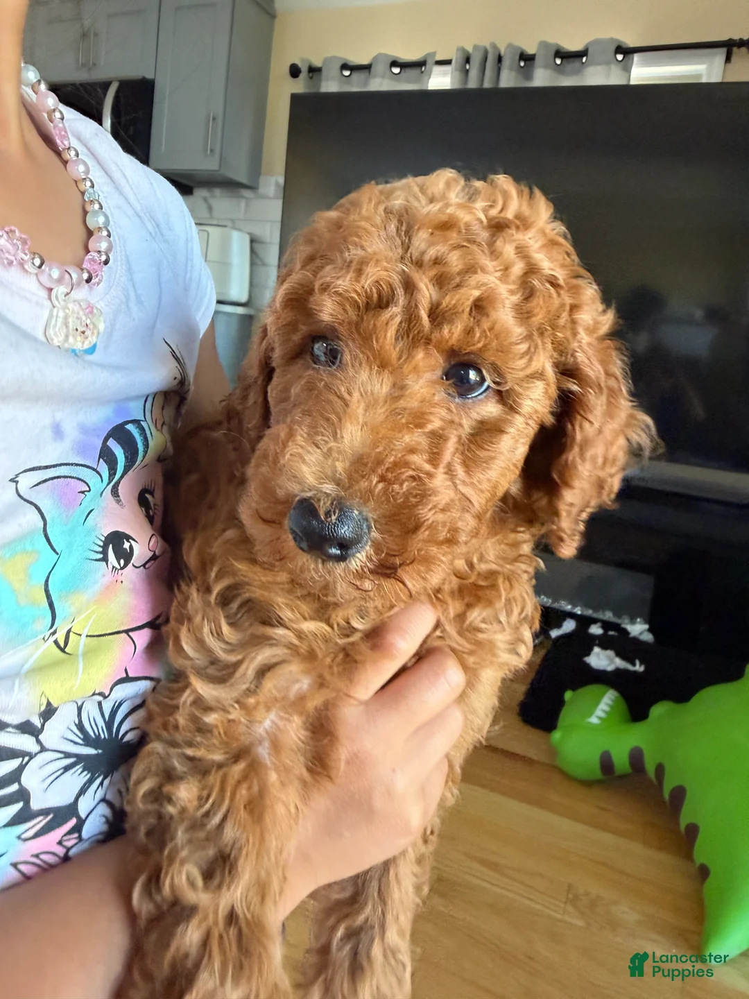 Miniature Poodle dogs for sale: Miniature Poodle 1 - Ad 2