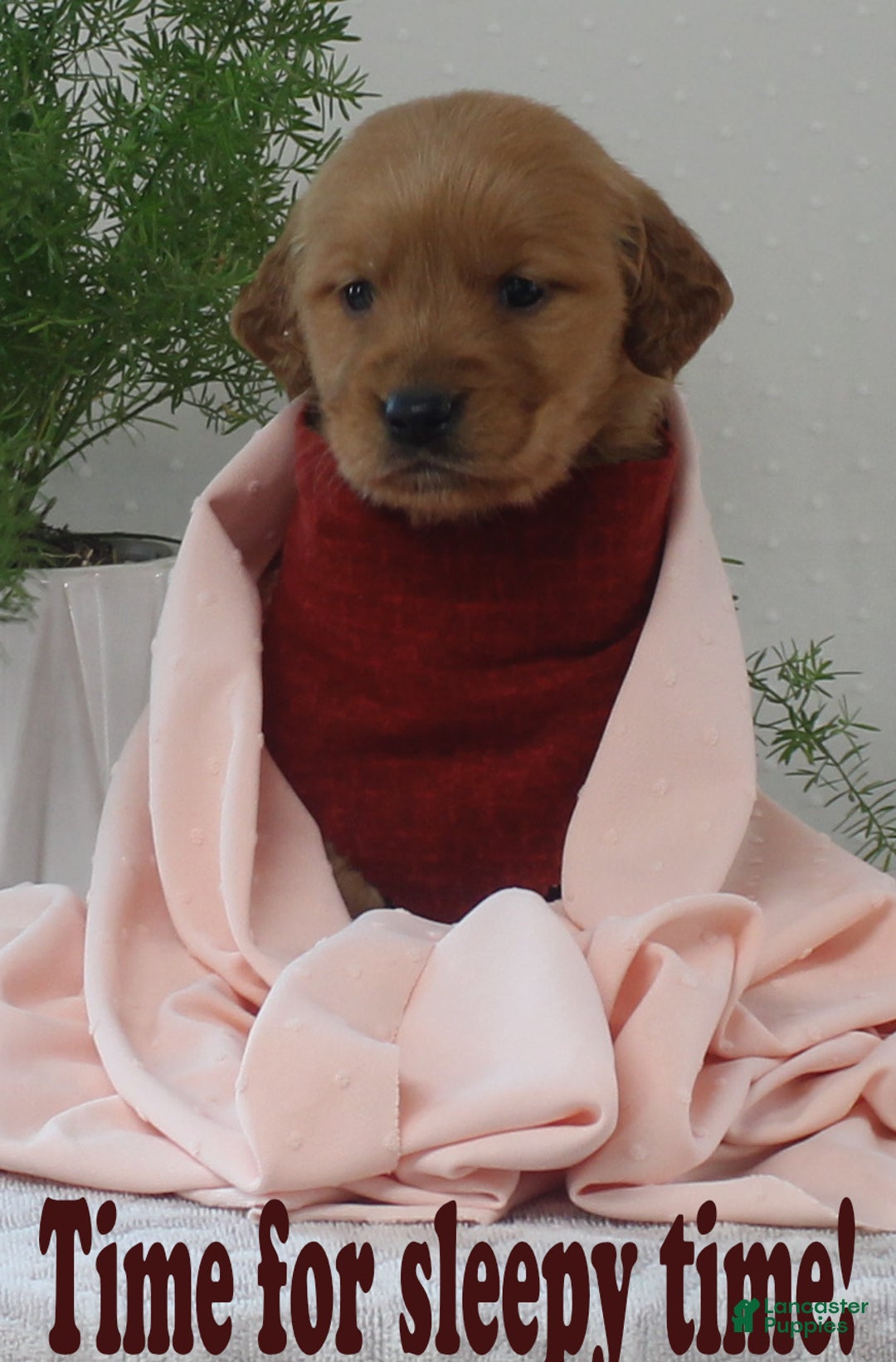 Golden Retriever dogs for sale: Kyla - Ad 3