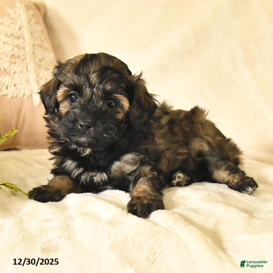 Havapoo dogs for sale: Elsa - Ad 2