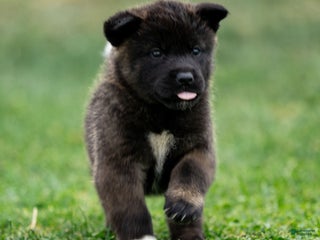 Akita dogs Twila - Ad 8