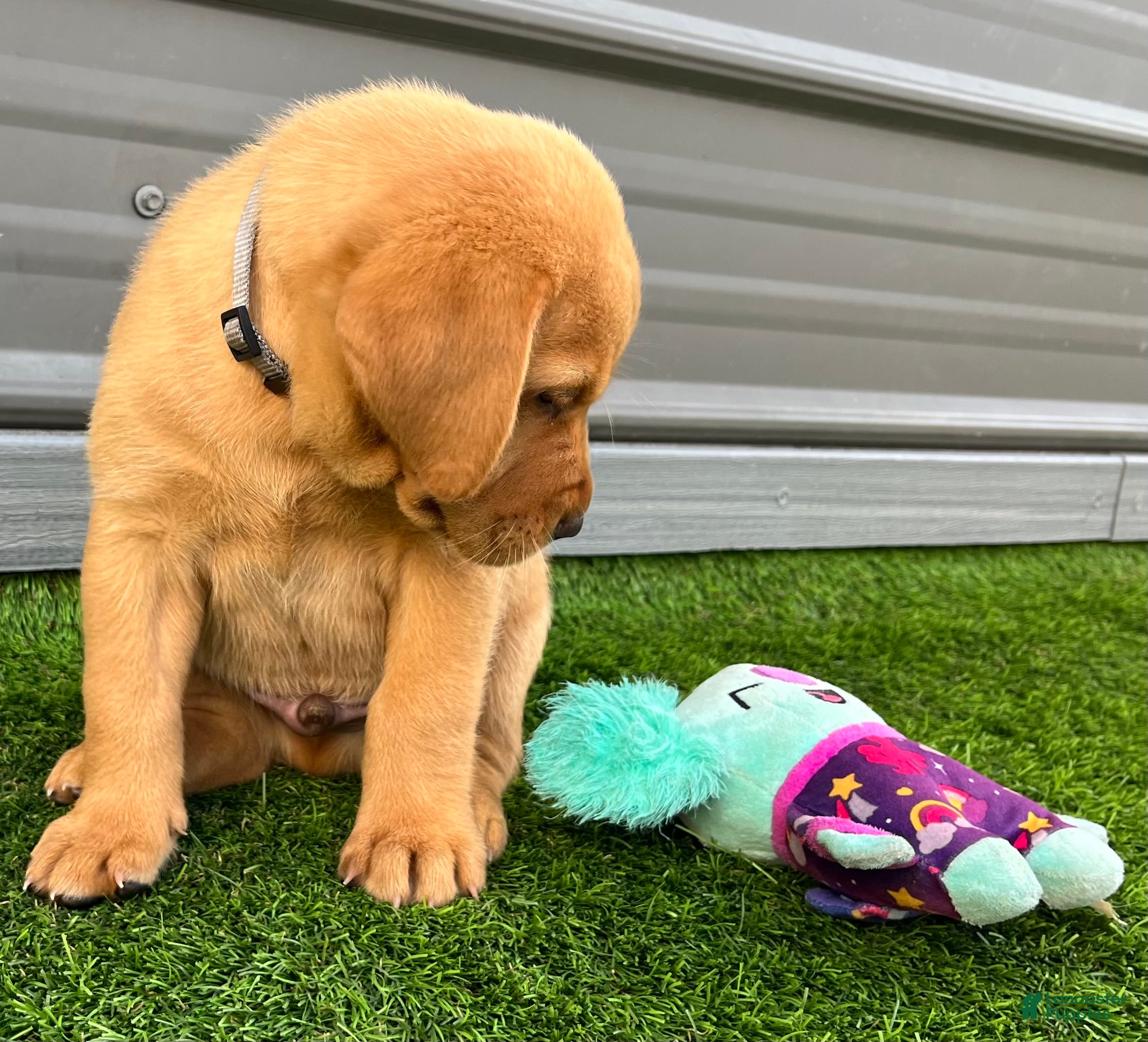 Labrador Retriever dogs Brioche Yell Male - Ad 1