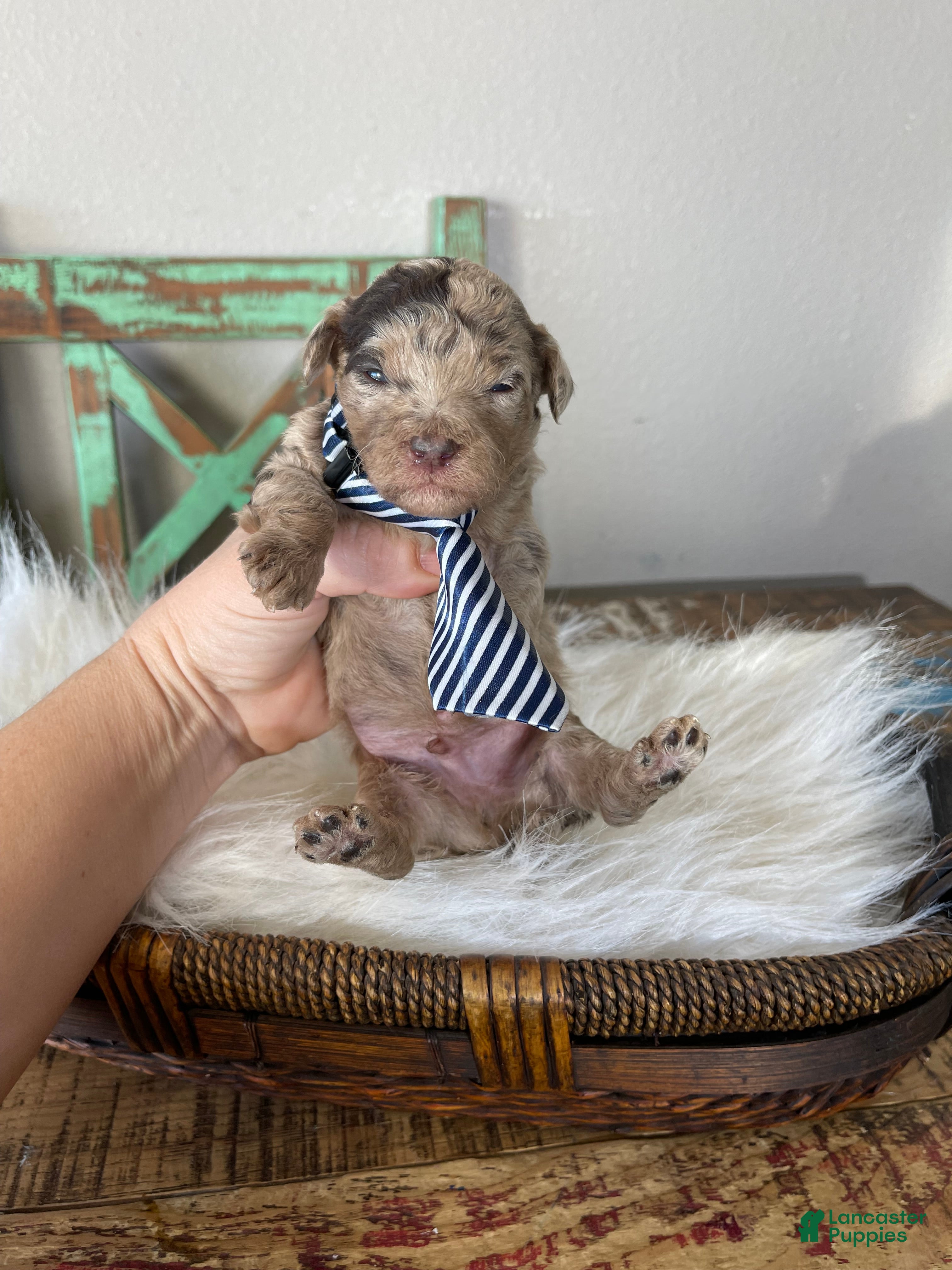 Miniature Poodle dogs Akc Chocolate Merle Phantom boy 2 - Ad 2