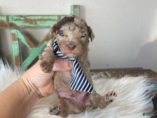 Miniature Poodle dogs Akc Chocolate Merle Phantom boy 2 - Ad 2