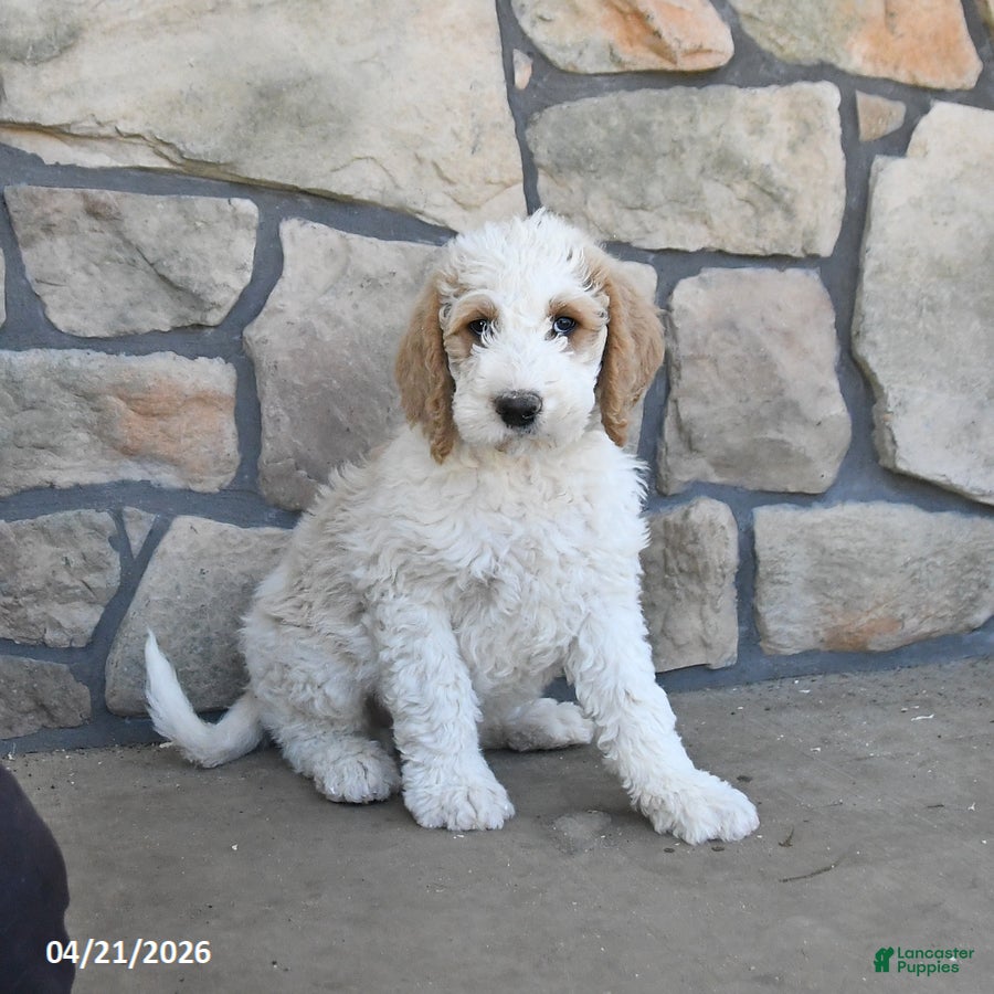 Labradoodle dogs Maple   - Ad 1