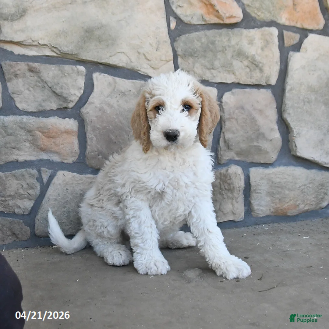 Labradoodle dogs for sale: Maple   - Ad 1