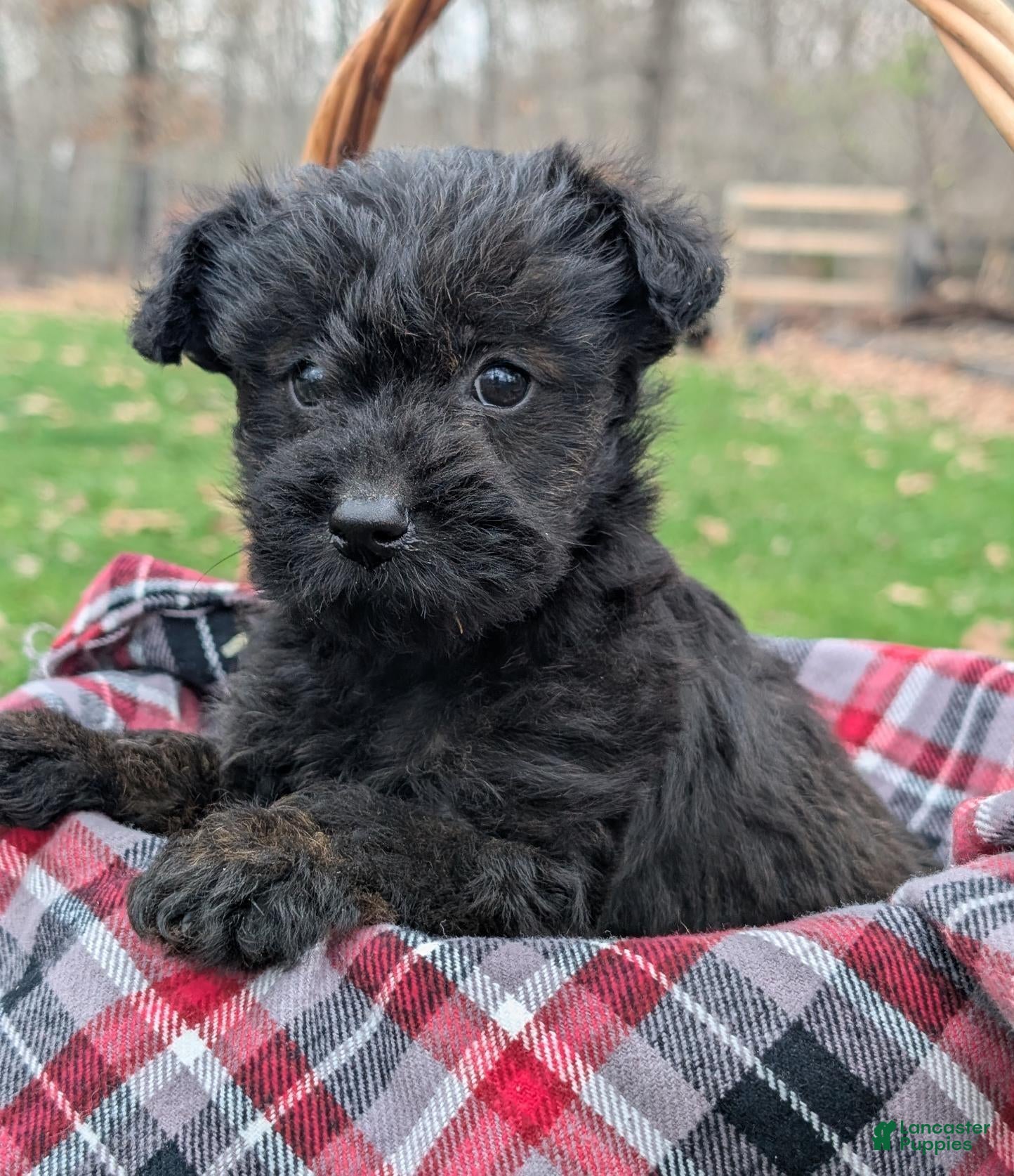 Mixed Breed dogs Meet Birdie - Ad 2