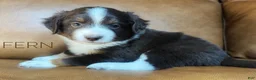 Mixed Breed dogs for sale: Australian Mountain Doodle Fern - Ad 3