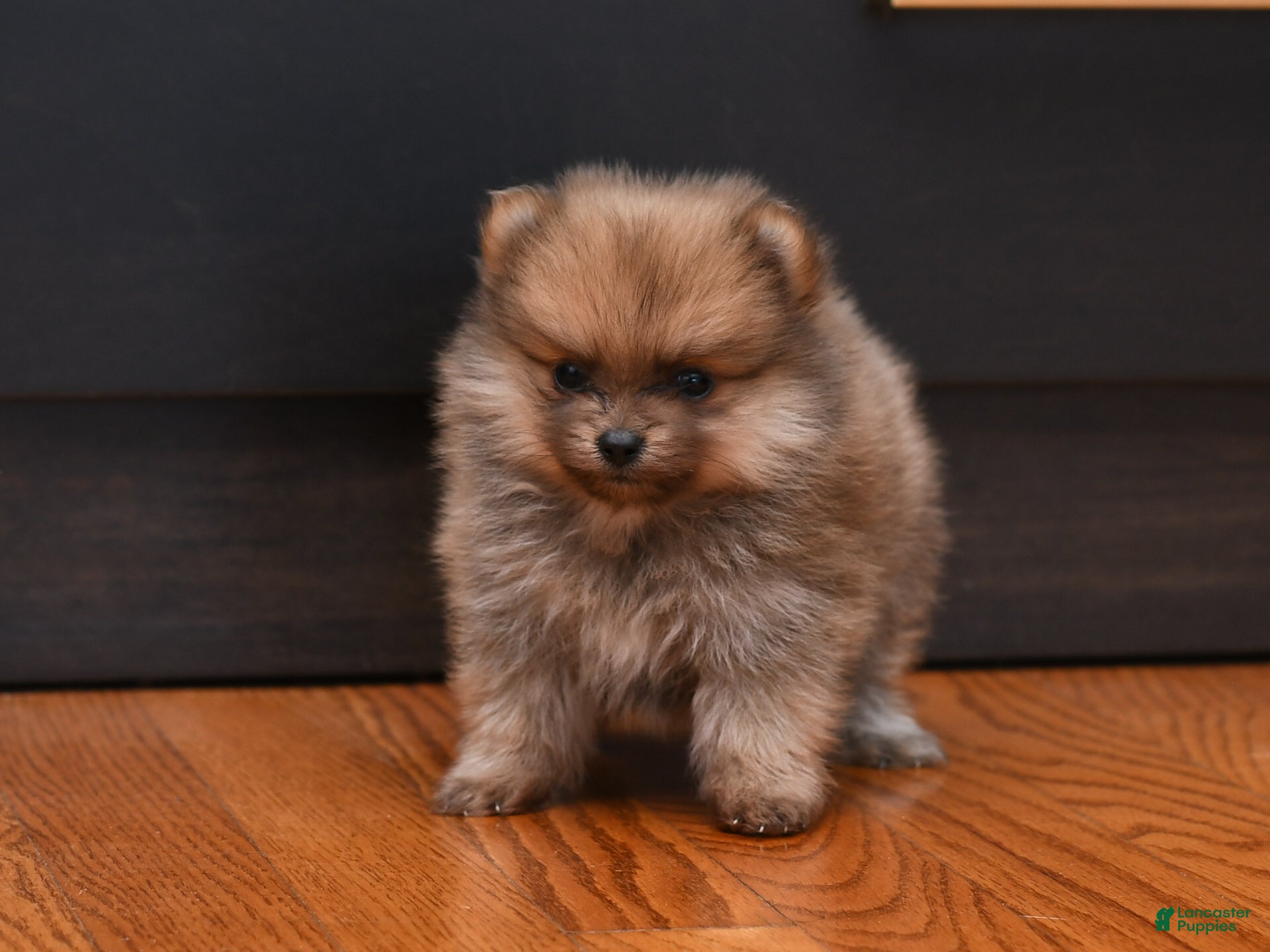 Pomeranian dogs Dixie - Ad 1