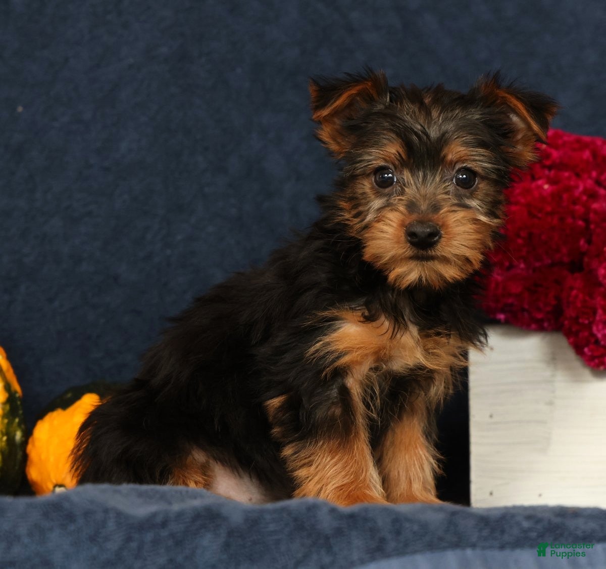Yorkshire Terrier dogs Quill - Ad 1