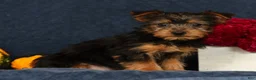 Yorkshire Terrier dogs for sale: Quill - Ad 1