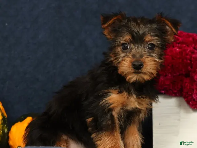 Yorkshire Terrier dogs Quill - Ad 1