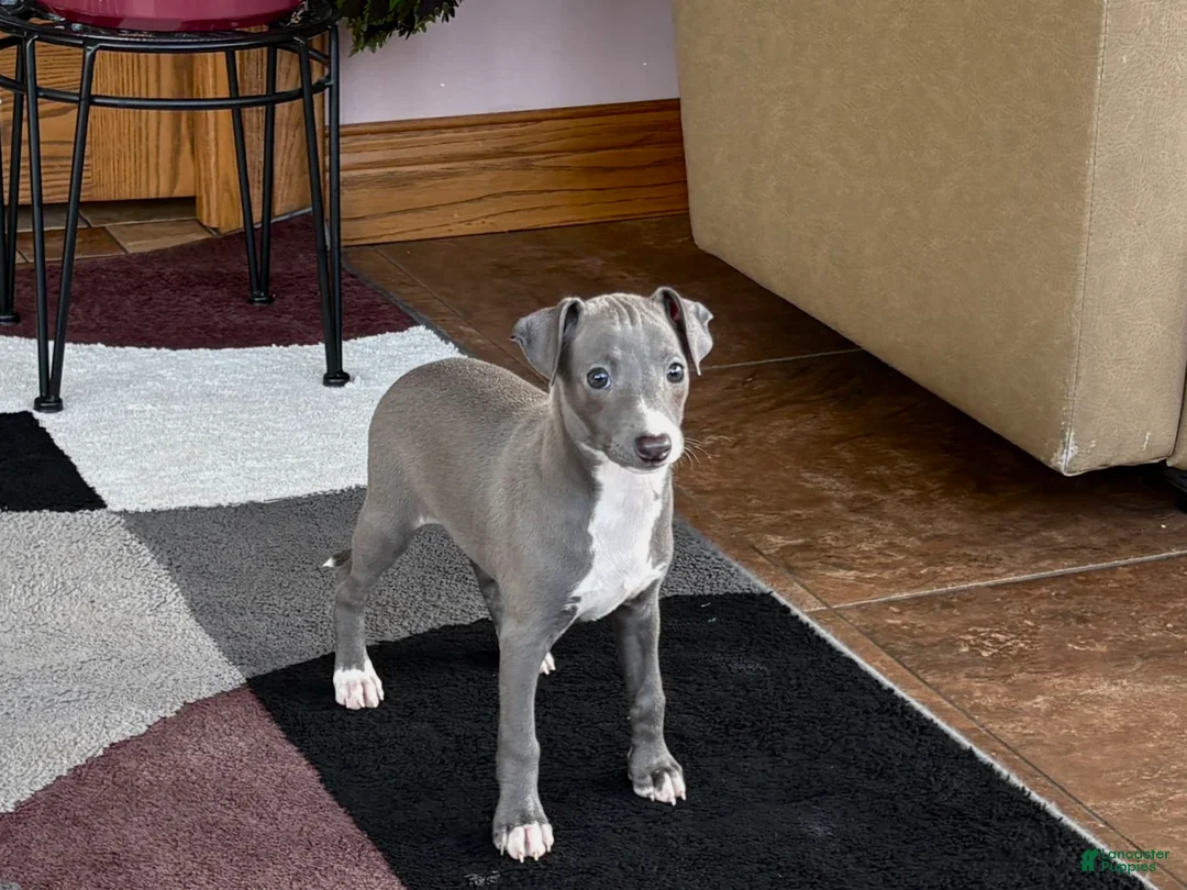 Italian Greyhound dogs for sale: Sonya - Ad 1