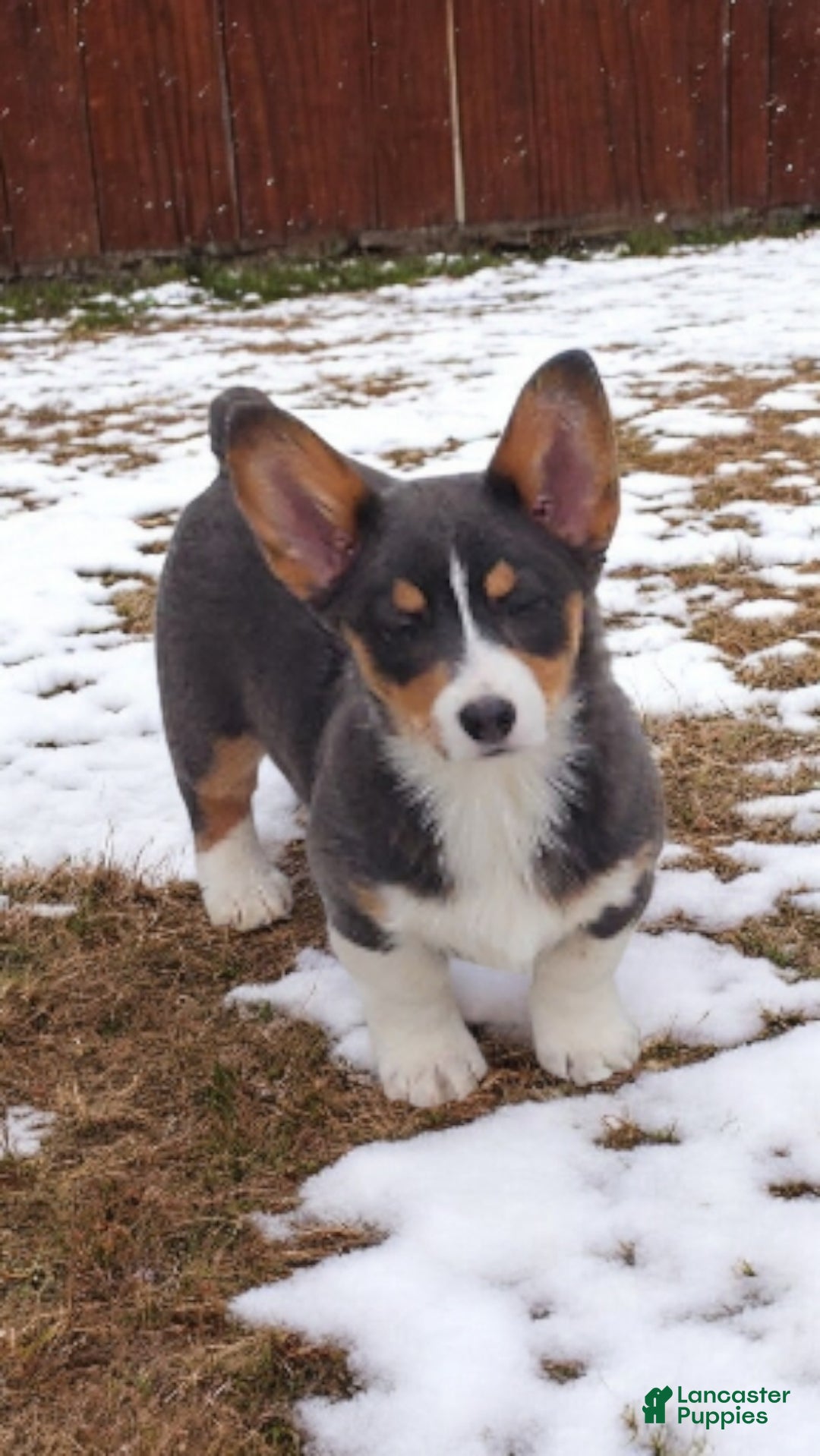 Welsh Corgi Pembroke dogs for sale: Apple Bluie - Ad 2