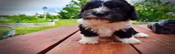 Havapoo dogs for sale: Scout - Ad 16