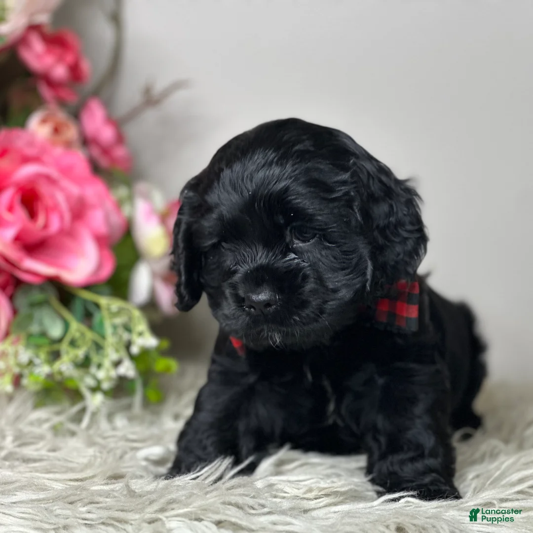 Cocker Spaniel dogs for sale: Jack - Ad 5