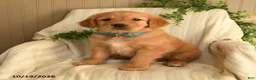 Golden Retriever dogs for sale: Cynthia - Ad 2