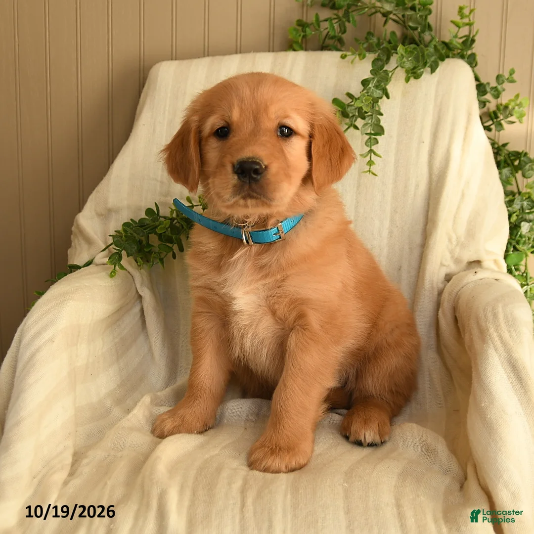 Golden Retriever dogs for sale: Cynthia - Ad 2