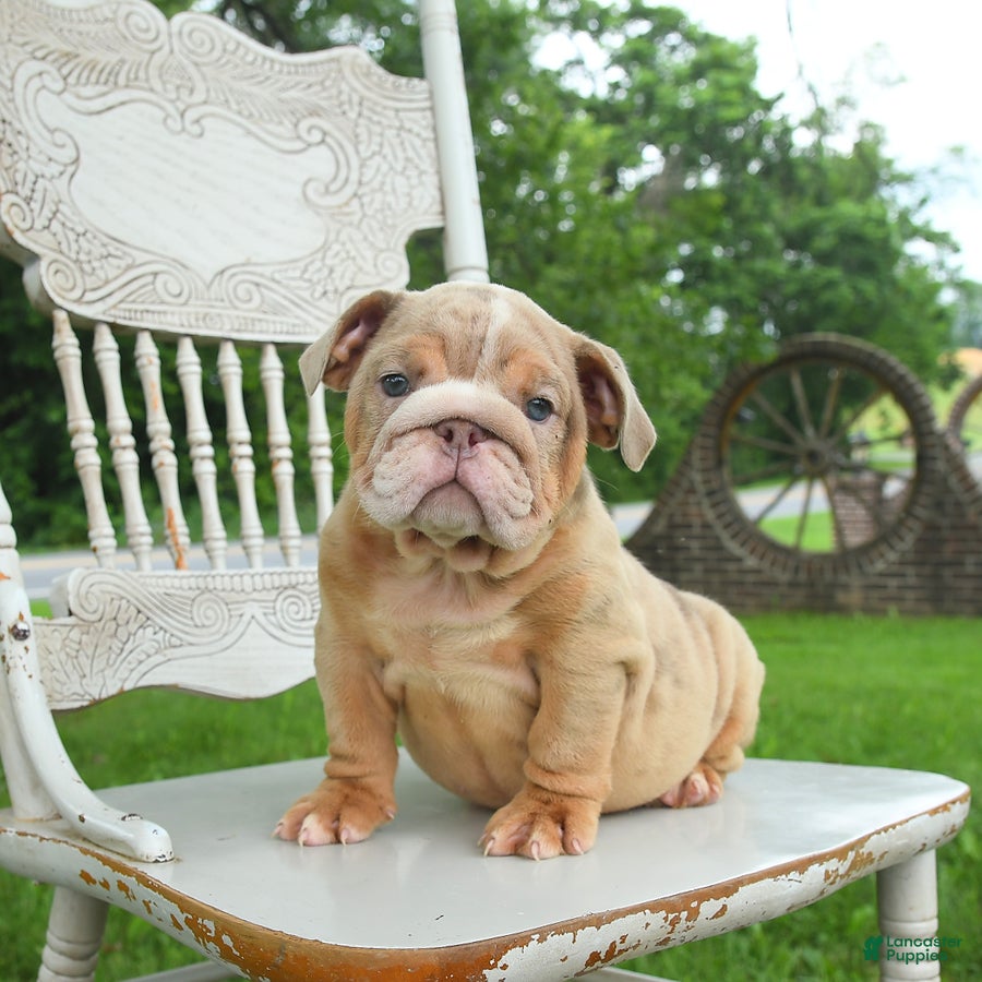 English Bulldog dogs Bubbles - Ad 1