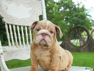 English Bulldog dogs for sale: Bubbles - Ad 2