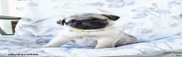 Pug dogs for sale: Winston - Ad 3