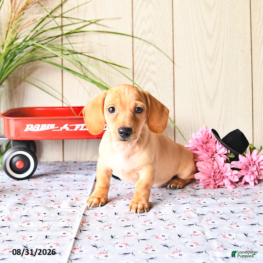 Miniature Dachshund dogs Titus - Ad 2