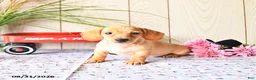 Miniature Dachshund dogs for sale: Titus - Ad 7