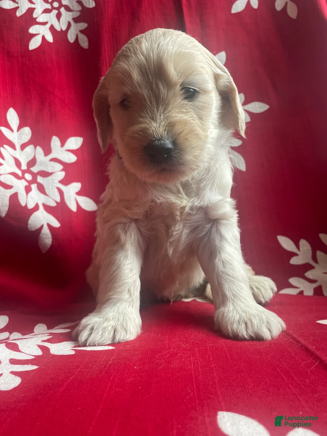 Goldendoodle dogs for sale: Goldendoodle Puppy 1 - Ad 15