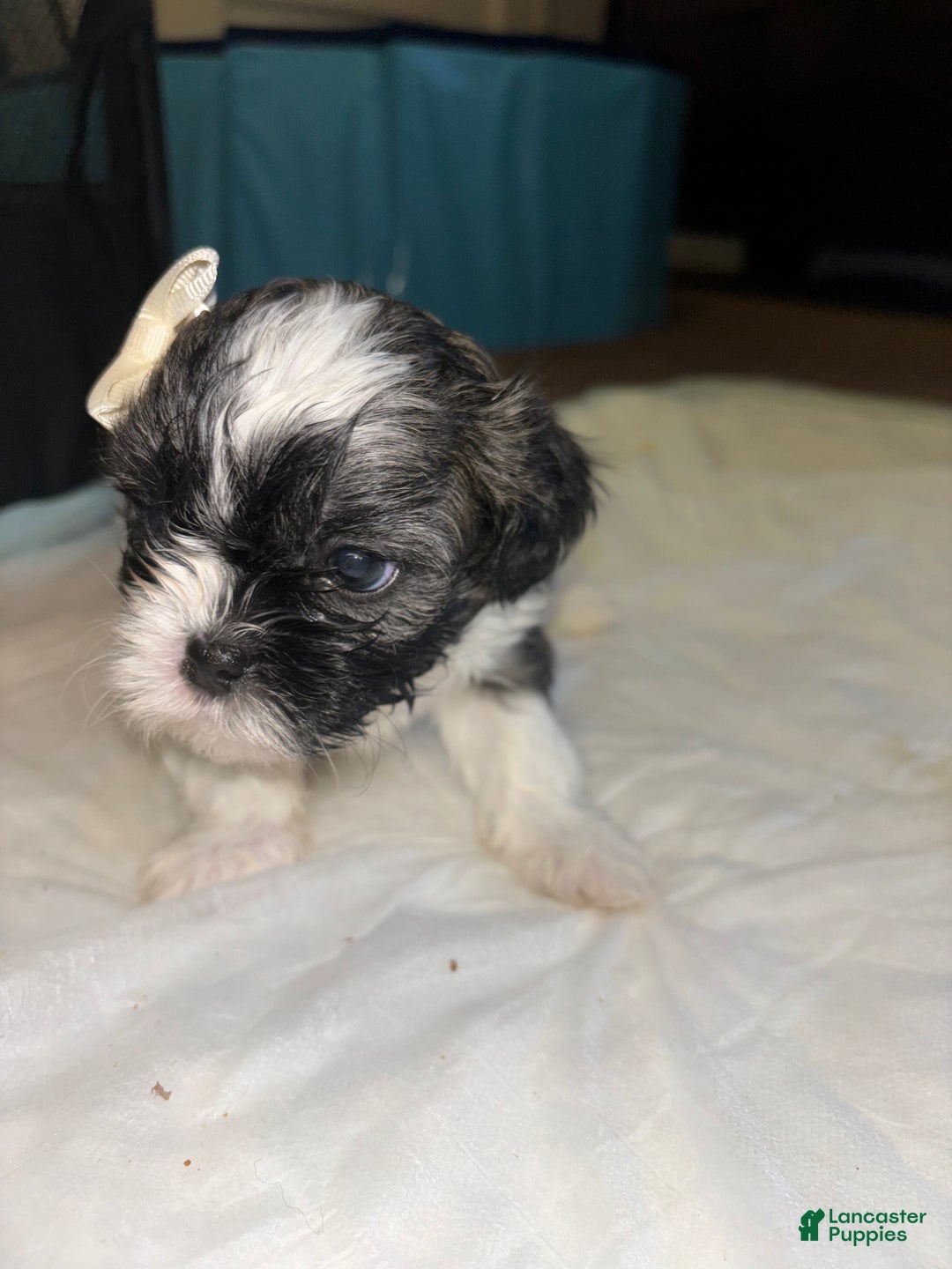 Shihpoo dogs for sale: Shihpoo Puppy 2 - Ad 3