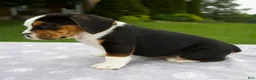 Beabull dogs for sale: Della - Ad 3