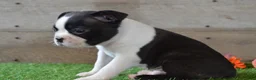 Boston Terrier dogs for sale: Bentley - Ad 6