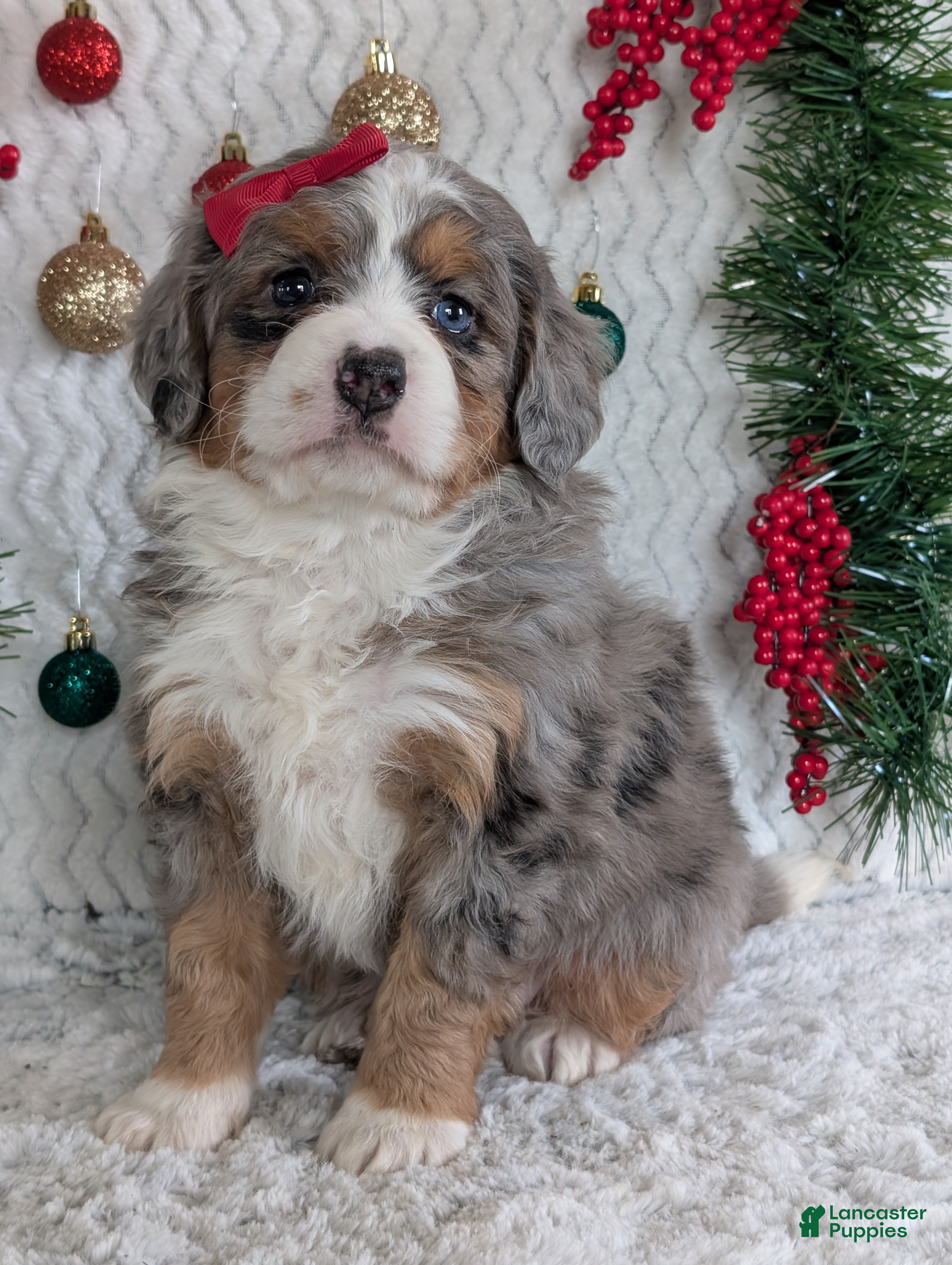 Mini Bernedoodle dogs Mini Daisy  - Ad 8