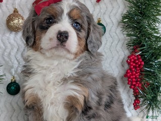 Mini Bernedoodle dogs Mini Daisy - Ad 2