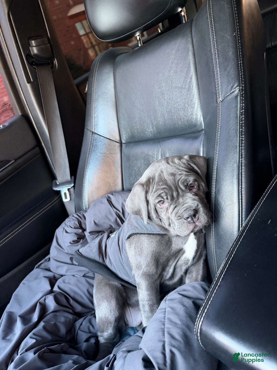 Cane Corso dogs for sale: Cane Corso Puppy 1 - Ad 2